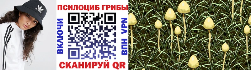 Псилоцибиновые грибы Cubensis  Лодейное Поле 